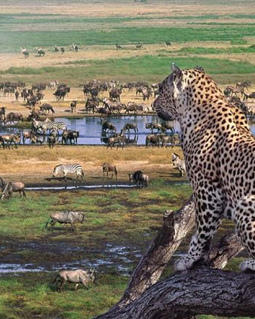 Ngorongoro Crater