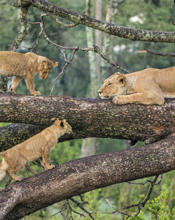 Lake Manyara National Park