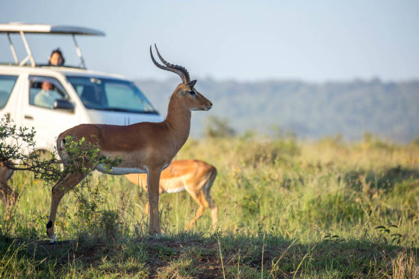 best time to visit tanzania for safari