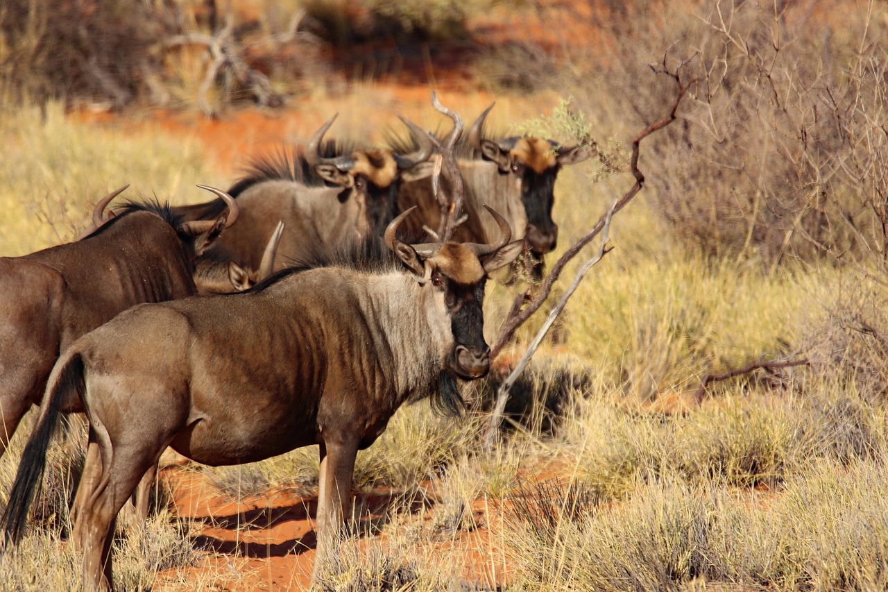 7 Days Serengeti Migration Safari