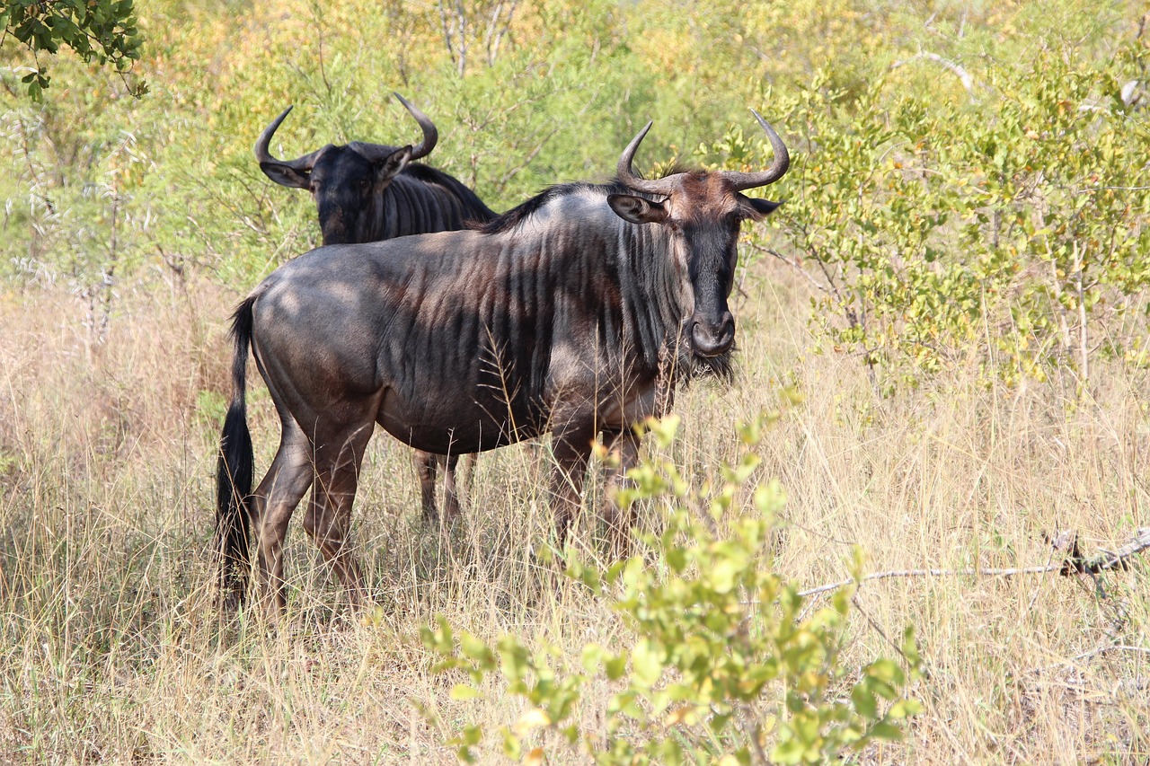 7 Days Tanzania Safari