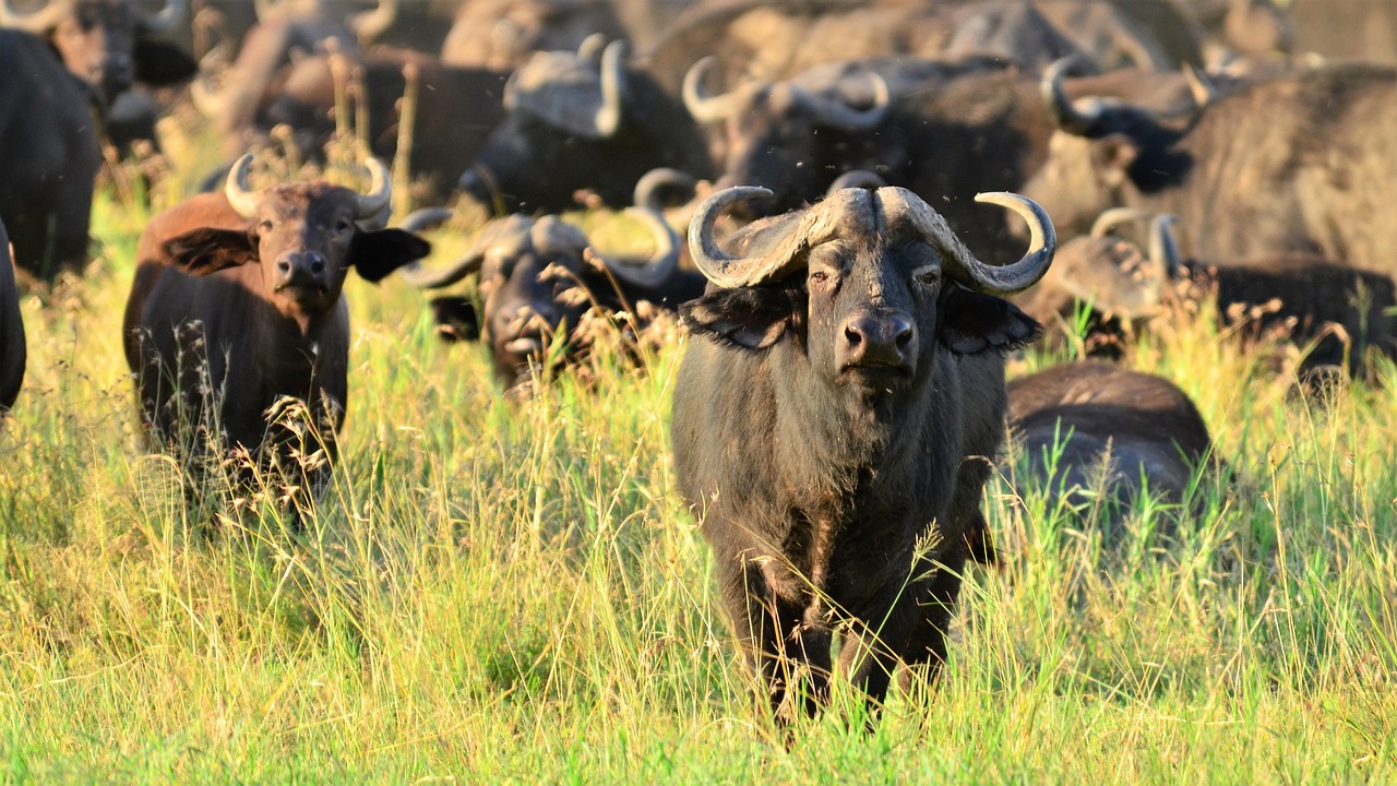 2 Days Tanzania Private Safari