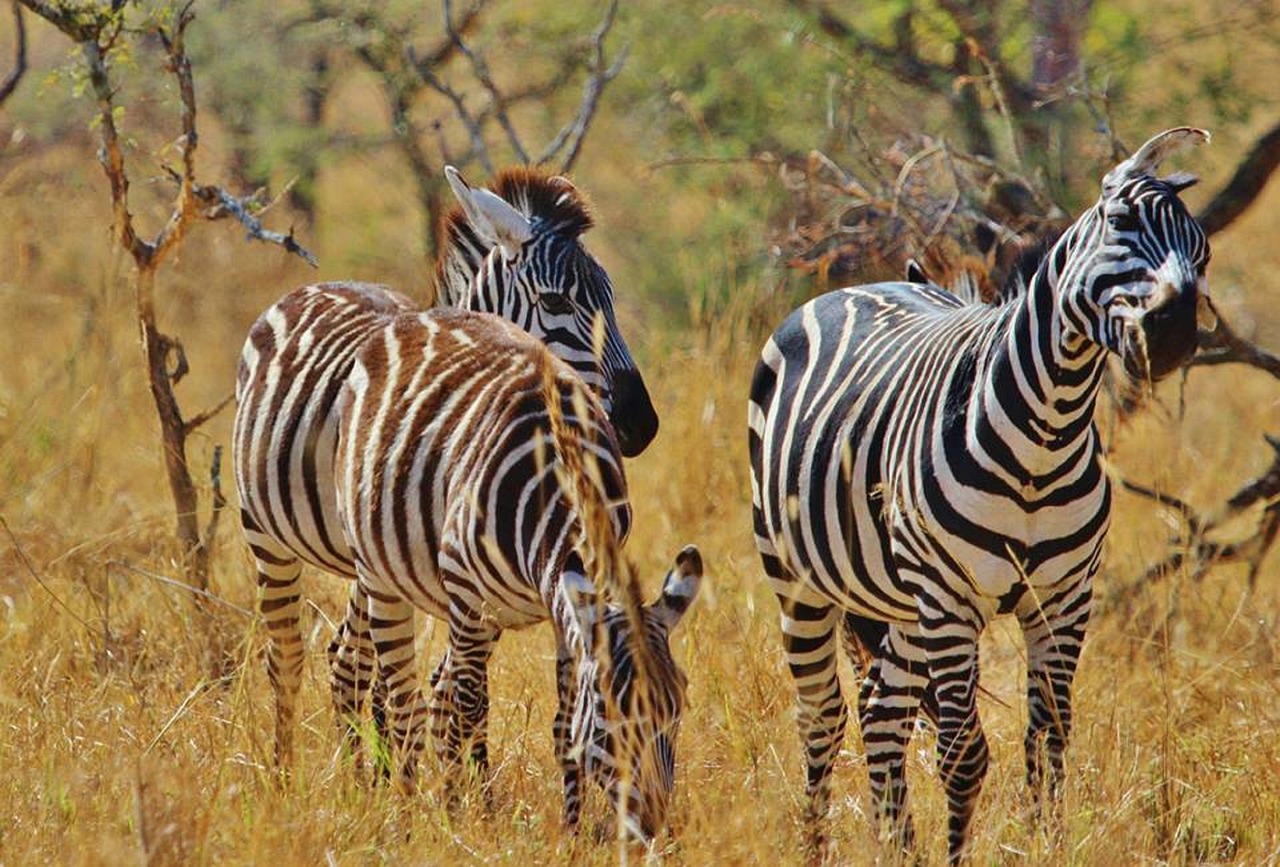 Lake Manyara Panorama