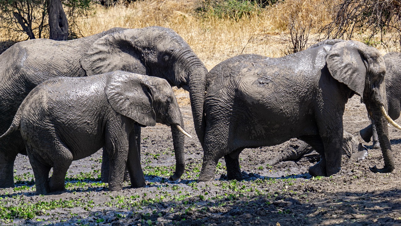 Lake Manyara National Park Wildlife