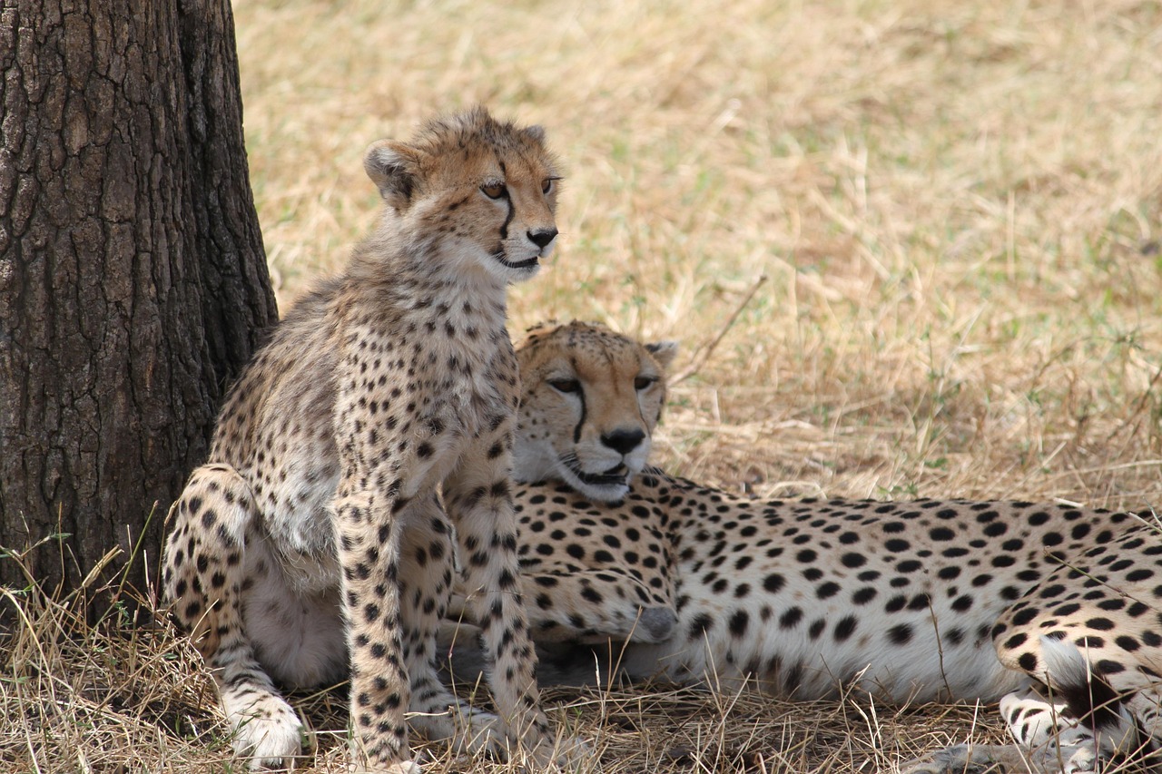 4 Days Tanzania Private Safari