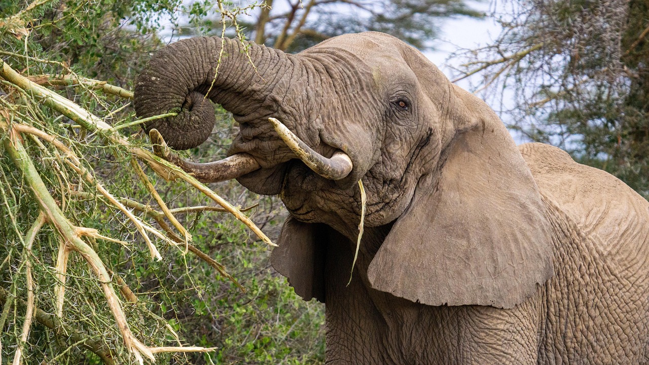 5 Days Tanzania Private Safari