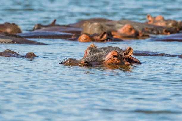 4 Days Tanzania Safari