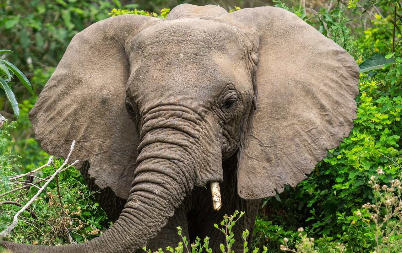5 Days Tanzania Safari