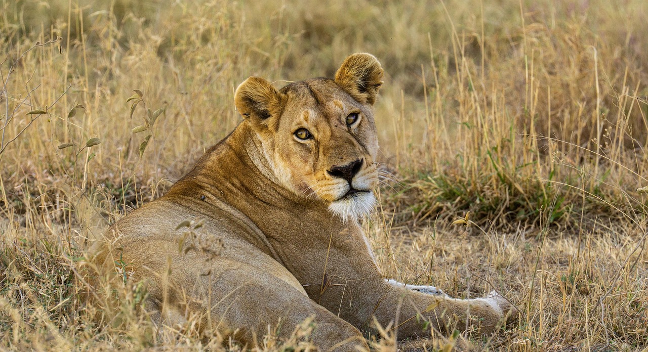 3 Days Tanzania Private Safari