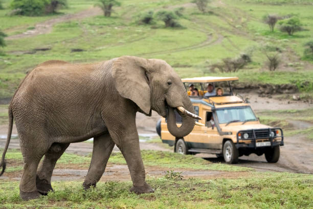 tanzania safari packing list